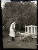 Aina Stensiö matar två lamm med löv. Hon är iklädd en ärmlös vit klänning med mörka broderier, svarta strumpor och blanka svarta skor med slejf. Hennes hår är kortklippt i page. Till vänster och bakom Aina syns två vita grindar och till höger ett staket med vitmålade spetsar. Vid grindarna börjar en grusad gång i n i trädgården. I trädgårdens syns fruktträd, en trädgårdsmöbel och en stege lutad mot ett av träden.