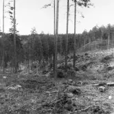 Dödingsgropen i Degerfors, 1960-tal