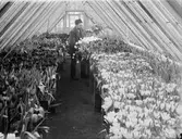 E. Johanssons handelsträdgård