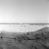 Vinter med snö på Norra kyrkogården, 1977-01-28