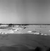 Norra kyrkogården vintertid, 1977-01-28