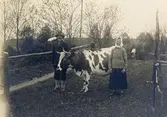 Jordbrukarpar med ko