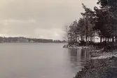 Trehörningsviken
