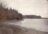 Hamnviken