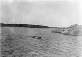 Bränskär