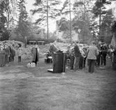 Svenska flaggans dag