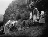 Potatisupptagning i Tännäs, Härjedalen. Riksdagsman Ingebrekt Bergman med familj.