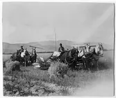 Emigration. Svenskar i Amerika. Skördebild från Montana. 