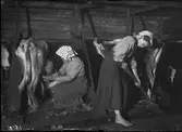 Boskapsskötsel i ladugården. Kvinna sitter och mjölkar en mager ko medan barfota flicka mockar. Mangskogs socken, Värmland, 1911. Bildtext (ur N. Keyland: Svensk Allmogekost, 1919): 