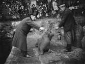 Valrossarna på Skansen matas av djurskötare och herre i paletå och hög hatt.