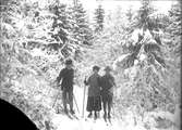 Tre skidåkare i skogen på vintern.