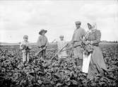 Ogräsrensning i rotfruktsodling, sannolikt Villsberga, Biskopskulla socken, Uppland 1910 - 1920-tal