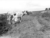 Conrad Elowsson mjölkar en ko, Villsberga, Biskopskulla socken, Uppland 1918