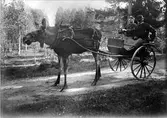 Älgen Stolta drar gigg med två män i Järnvägsparken, Älvkarleö, Älvkarleby socken, Uppland 1908