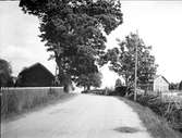 Stor lönn vid vägen i närheten av Östhammar, Uppland 1920