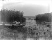 Ekor och vass vid stranden nära Sigtuna, Uppland i augusti 1914