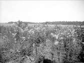 Växter i strandkanten i Öregrund, Uppland, juli 1924