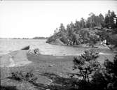 Havskust nära Öregrund, Uppland i juli 1924