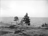 Berghäll vid kusten, Furuvik, Gästrikland september 1926