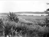 Landskapsvy med sjön Ösmaren i Roslags-Bro socken, Uppland i juli 1927