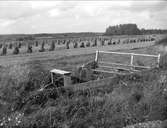 Landskapsvy, sannolikt nära Kyrksjön, Tegelsmora socken, Uppland i september 1927