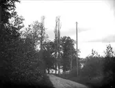 Väg omgiven av träd och buskage vid Arnö-sund, Övergrans socken, Uppland i maj 1919