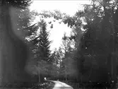 Väg i barrskog, Eds socken, Uppland 1914