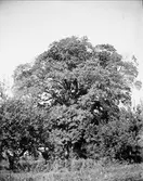 Lönn, Alsike socken, Uppland september 1920