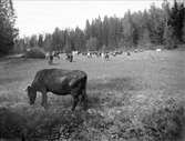 Kor på bete vid Länna gård, Almunge socken, Uppland år 1924