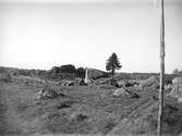 Betesmark med flyttblock i Nässelsta, Vittinge socken, Uppland i oktober 1921