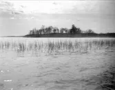 Skarholmen i Ekoln, Sunnersta, Uppsala april 1927