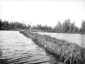 Fiskodling, sannolikt i Harviksdammen, Dannemora socken, Uppland