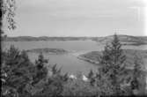 Svineviks kile 1955