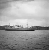 Fartyg 184 M/S Hermion.