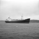 Fartyg nr. 277 M/S Taronga, lastfartyg.