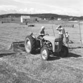 Höbärgning i Grohed, söder om Uddevalla, den 5 juli 1955