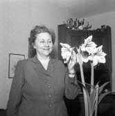 Blommande amaryllis hos fru Hartman, Uddevalla den 21 mars 1956