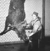 Älg hanteras av slakteri i Uddevalla.