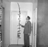 Jättenässla på Bohusläningens redaktion