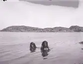 Badande män, Lysekil.