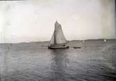 En vedjakt under segel på Gullmarsfjorden 1902.