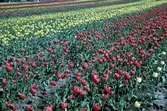 Tulpanodling på fält