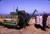 Skördetid, förmodligen i Skåne, september 1966