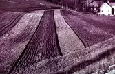 Pågående plöjning av stubbåker. Sannolikt höstplöjning.