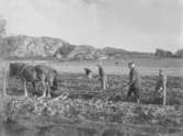 Potatissättning i början av 1920-talet, Skistad