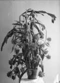 Nr: 31. 1937. Syster Irma Hanssons Kaktus