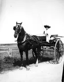 Häst och kvinna på väg