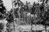 Afrikaresa, Zanzibar
Samtidigt förvärv: Böcker och arkivmaterial.
35 bilder i serie.