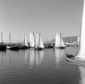 46. Portugal. Fotojournal finns på B.M.A. + fotoalbum.
Samtidigt förvärv: Böcker och arkivmaterial.
Foton tagna 1959-11-15.
12 Bilder i serie.