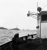 Snörpvadsbåtar på jakt efter skapsill.